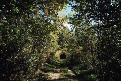 Trees in forest