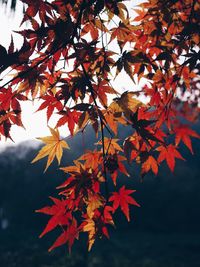 Low angle view of leaves on tree branch