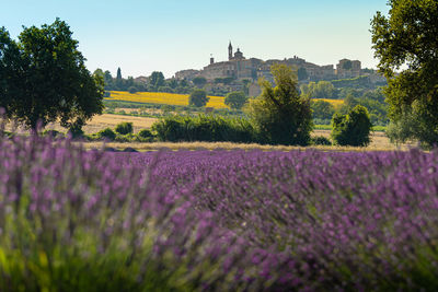 Italy, july 2021 - wonderful and relaxing view of a lavender field