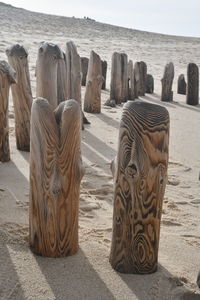 Zebras on wooden posts at beach