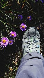 Low section of person on purple flowering plants