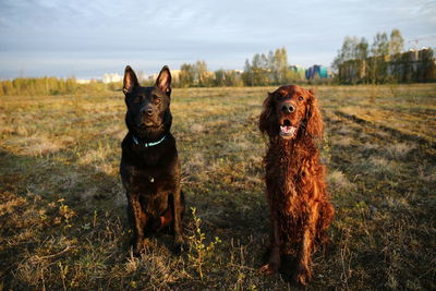 Portrait of dog sitting on field