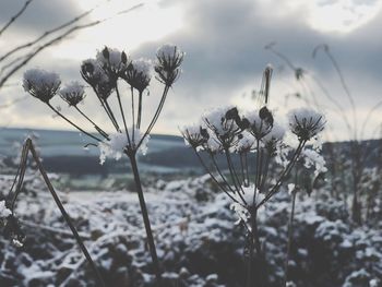 Close-up of snow on field against sky