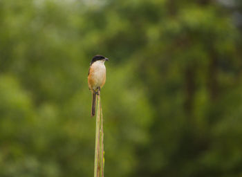 Close-up of bird perching outdoors