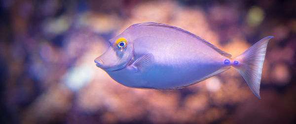 Close-up of fish swimming in water seen through glass