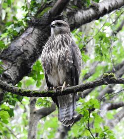 Low angle view of eagle perching on tree