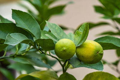 Close up lemon tree and lemon fruit in nature with green leaves