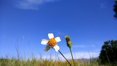 Close-up of purple flowering plant on field against blue sky