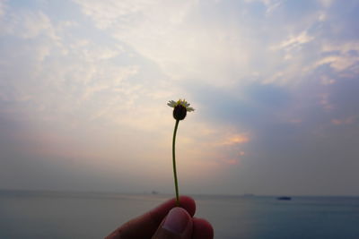 Cropped hand of person holding flower by sea against sky during sunset