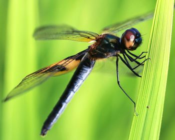 Close-up of dragonfly on plant