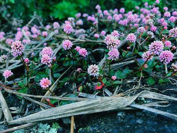 Close-up of pink flowers