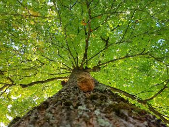 Close-up of tree in forest