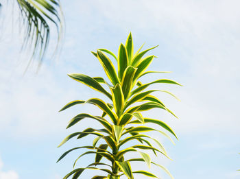 Low angle view of palm tree against sky