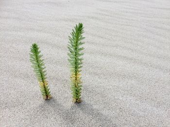 High angle view of plants growing on beach