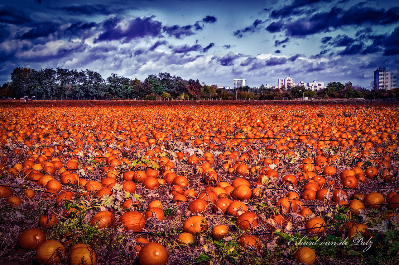 VIEW OF PUMPKINS IN FIELD