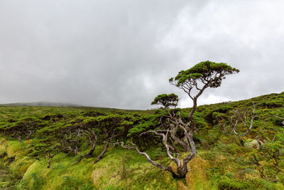 Tree on field against sky