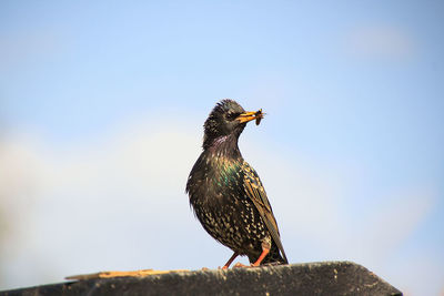 Low angle view of a bird