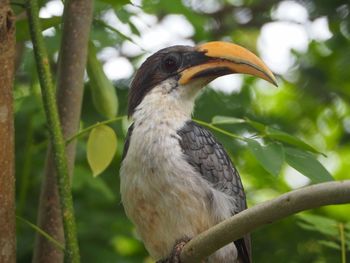 Close-up of bird perching on branch