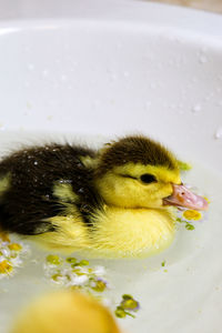 Close-up of duck in bathtub