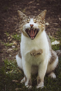 Cat lying on a field