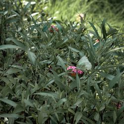 Close-up of flowering plants and leaves on field