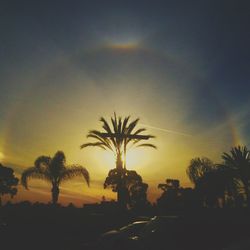 Silhouette of palm trees at sunset