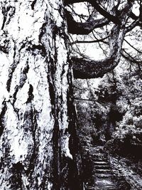 Low angle view of tree trunks in forest