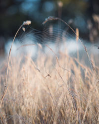 Spider on web on grassy field