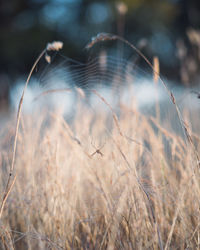 Close-up of dry grass on field