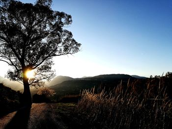 Silhouette tree against sky during sunset