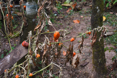 Close-up of fruits on tree