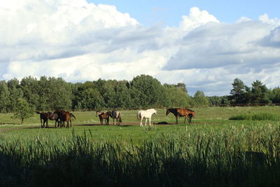 Cows grazing on field against sky