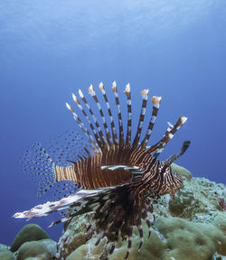 Close-up of fish swimming in sea