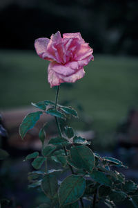 Close-up of pink rose