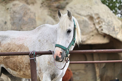 Stable with horses in cappadocia