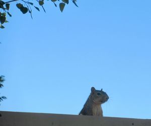 Low angle view of giraffe against clear blue sky