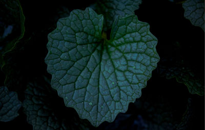 High angle view of leaf in water