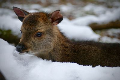 Close-up portrait of sheep on snow