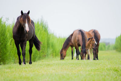 Horses on field against sky