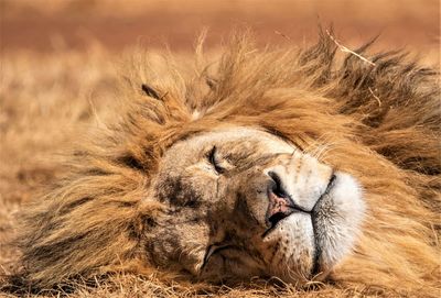 Close-up of lion sleeping on field