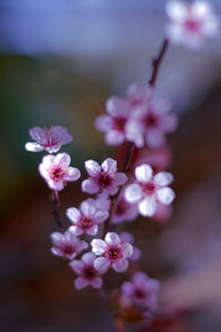 Close-up of pink cherry blossom