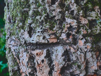 Full frame shot of tree trunk