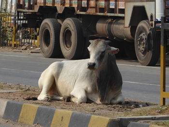 Horse cart on road