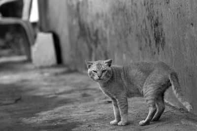 Cat looking away