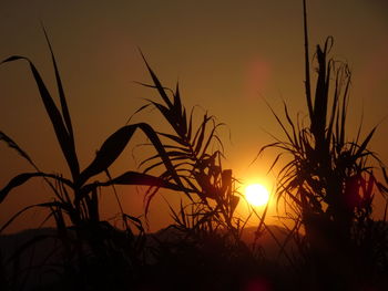 Close-up of silhouette plants against sunset sky