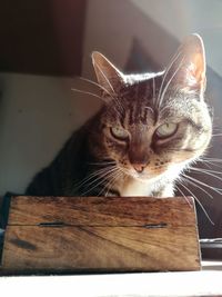 Close-up portrait of cat by wooden box at home