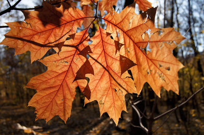 Close-up of leaves on tree trunk