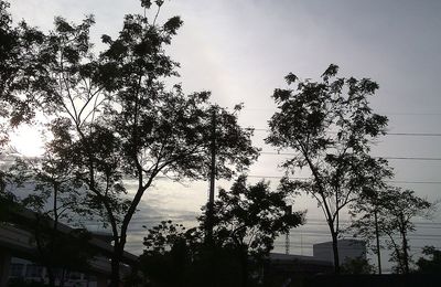 Low angle view of tree against sky