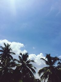 Low angle view of palm trees against sky