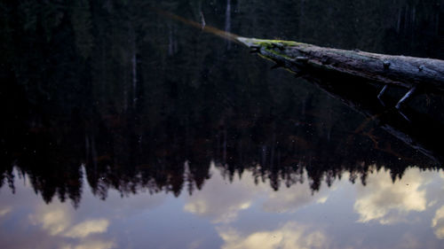 Close-up of trees against sky during winter